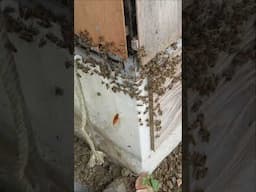 Yellow Hornet Attacks Japanese Honeybees