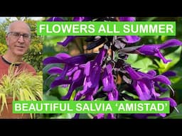 FLOWERS ALL SUMMER – PLANT SALVIA ‘AMISTAD’ FOR MONTHS OF BEAUTIFUL BLOOMS