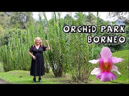 Sarawak Orchid Garden with Towering Vandas & Bamboo Orchids