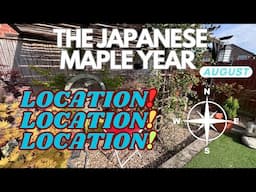 Japanese Maples: What’s the right location for YOUR trees?