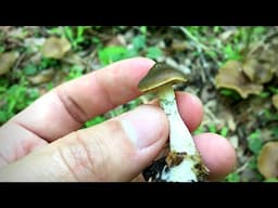 How to PROPERLY identify a magic mushroom