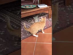 Fighting cats #funny #kitten #cute #cats #funnyvideos #catslover #purringcat #kitty