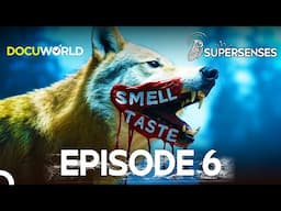 The Animal That Can Smell You from 3 Kilometers Away!  Super Senses Episode 6: Smell & Taste