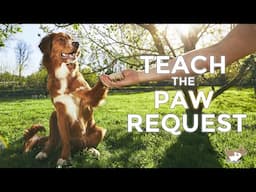 Teach your dog 'PAW'