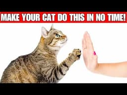 How to TRAIN your CAT 😺💡🎁 | 5 TRICKS your cat can EASILY learn