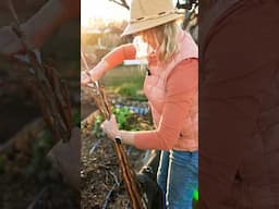 Make a Pea Trellis w/ Your tree trimmings