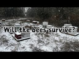 Can Southern Honey Bees Survive an Historic Winter Snow Storm?