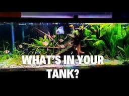 75 Gallon Stocking Ideas