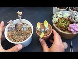 WHICH IS BETTER STEM CUTTING OR LEAF PROPAGATION  PROGRESS WISE ? SUCCULENT CARE TIPS