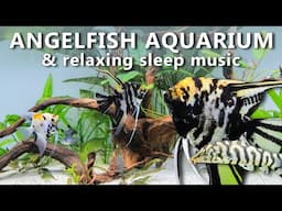 🎵 Relaxing Angelfish Aquarium with Sleep Music