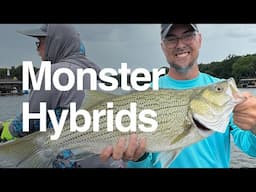 Trophy Hybrids! Fishing with Herbeck's Lonestar Fishing on Cedar Creek Lake, TX