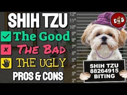 Owning A Shih Tzu The Good, The Bad, The Ugly | Pros And Cons