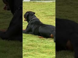 Huge Rottweiler lying down #rottweiler #shorts #dog