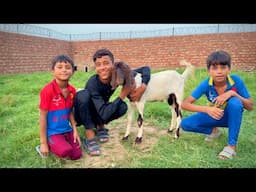 Finally New Bakra Aa Gaya 🐐 😍 ALHAMDULILLAH | Zohaib Pendu | Dawood Sabir Vlogs