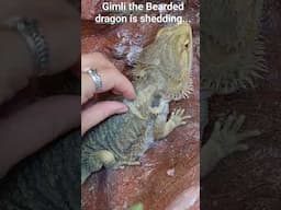 #beardeddragon #beardeddragons #beardeddragonlife #shedding #reptiles #lizard #reptileshorts #wow