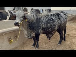 Cholistani Bulls of Trojan Sire and Semen Production Unit