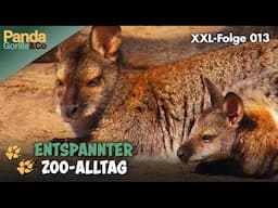 XXL-Spezial: Abenteuer im Zoo-Alltag  | Panda, Gorilla & Co.