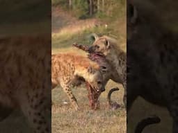 Out here, it’s grab ‘n go folks! Hyenas make a run for it after stealing wild dog kill!