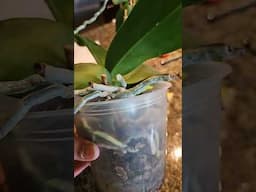 How to know when to water orchid in bark medium...