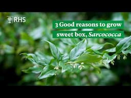 3 Good reasons to grow Sarcococca (sweet box) | The RHS