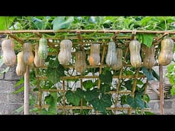 Never before has it been so easy to grow bottle gourds and produce so many fruits