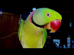 Dancing and talking parrot #bird #animal #talkingparot #besttalkingparrot