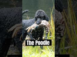 The Origin of the Poodle! #dogs