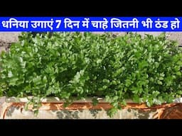 मात्र 7 दिन में धनिया उगेगी चाहे जितनी भी ठंड हो | Coriander