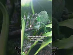 Watch this before you get a chameleon