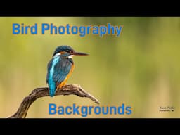 Improve your Bird Photography with these Background Techniques to create stunning images of birds.