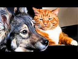 FUNNIEST Pets of 2024! 🤣 TOP Videos of the YEAR