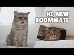 Cats: The Best Roomates, or the Worst? | Kittisaurus Villains