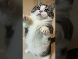 New Funny Cats videos 😻😂 Dogs And Cats funniest videos