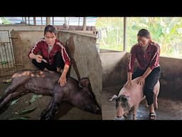 Sick gilts, continue to recruit gilts from commercial herds to give birth to piglets ( Ep 327 )