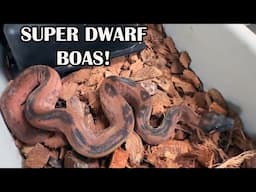 SUPER DWARF BOA LITTER UPDATE!