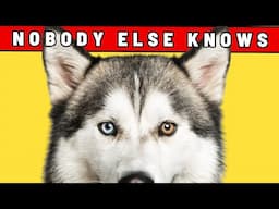 6 Secrets Your Dog Knows About You