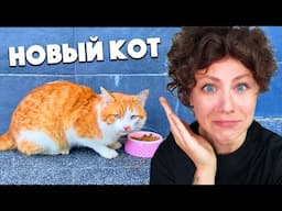 СПАСАЕМ БЕЗДОМНОГО КОТА! РЕАКЦИЯ МОЕЙ КОШКИ ШОКИРУЕТ