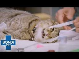 Cat’s Strange Symptoms Baffle Vet 🤔 S10 Ep 12 | Bondi Vet