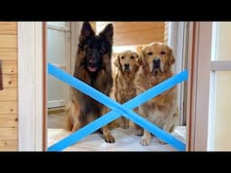 My Dogs React to the Painter's Tape Challenge