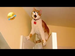 Best Animal Videos 2024 😂 - Funniest Dogs 🐶 And Cats 😺 Moments