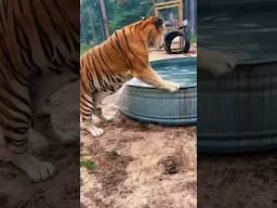 How HUGE Tigers Cool Off 🐯 #shorts #animals