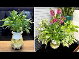 Plants for Busy People: Beautiful Aquarium Plant Pots Bring Novelty to Your Home