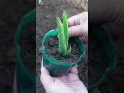 Pots for Aloe vera