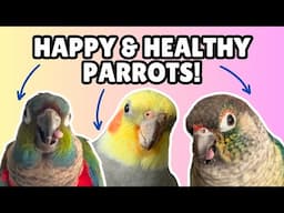 How to Keep Your Parrot Healthy and Happy | BirdNerdSophie AD