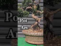 Bonsai pots are equal to the trees #ceramic #pottery #tree #bonsai