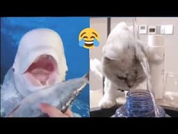 【100 funny eating moments】😂Funny And Cute Puppies Compilation