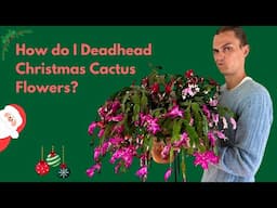 Christmas Cactus Deadheading: How to Correctly Remove Old Flowers - After Bloom Care