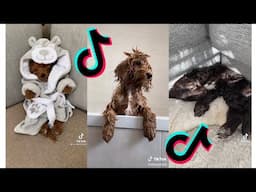 😂 Funny and Cute Cockapoo 😍 Dogs and Puppies Tiktok Compilation