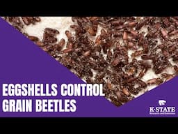 Eggshells Control Red Flour Beetles