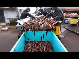 Sea Cucumbers Farm  How Fishermen Earn Millions of Dollars by Catching and Processing Sea Cucumbers